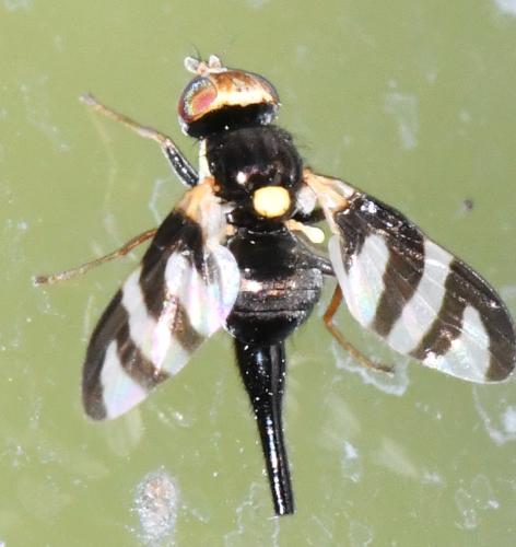Réf. 308 887 : Urophora quadrifasciata